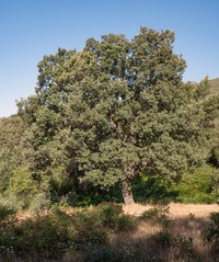 Quercus pyrenaica