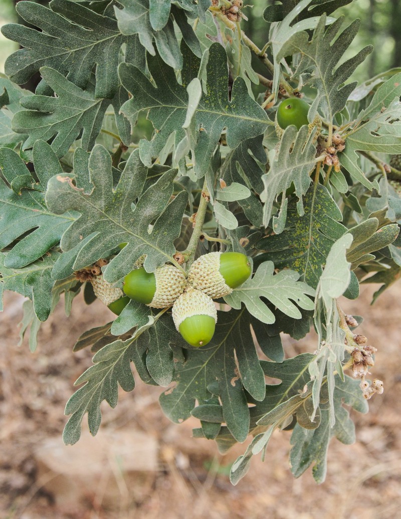 Quercus pyrenaica photo 3