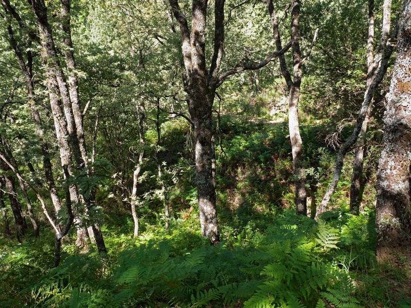Quercus pyrenaica photo 4