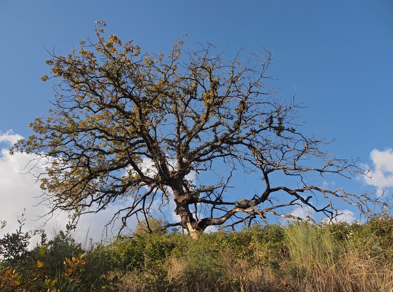 Quercus pyrenaica photo 5