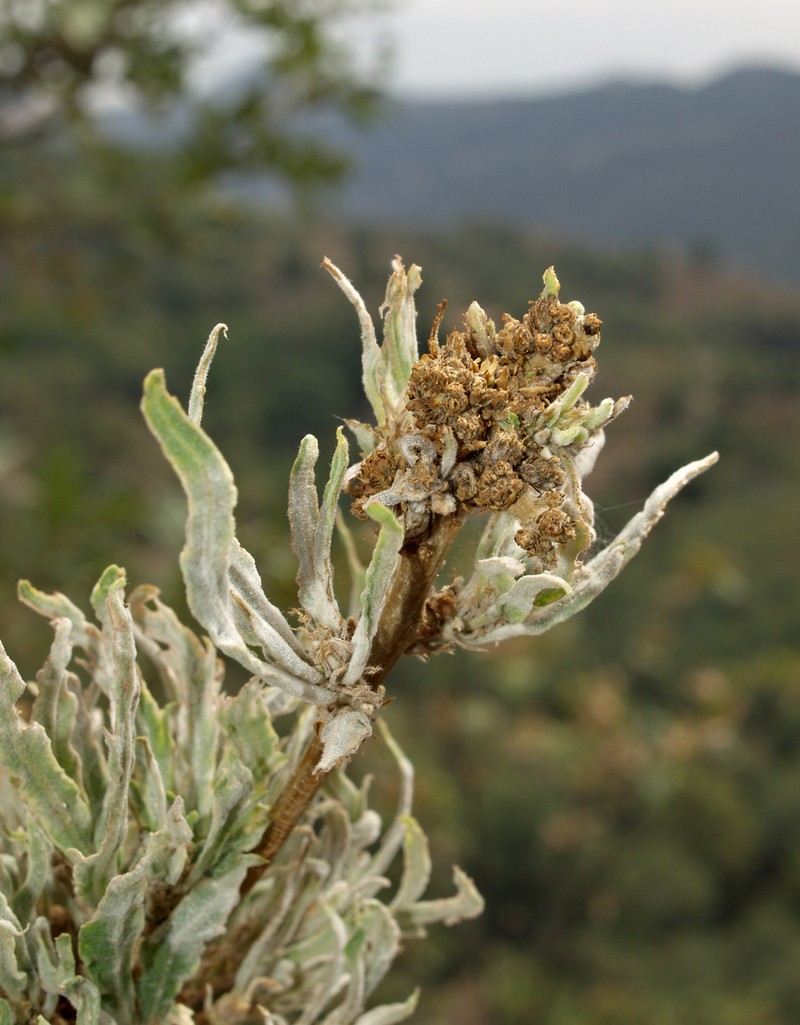 Quercus pyrenaica photo 6