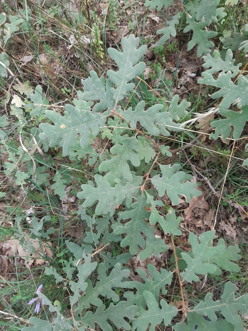 Quercus pyrenaica photo 7