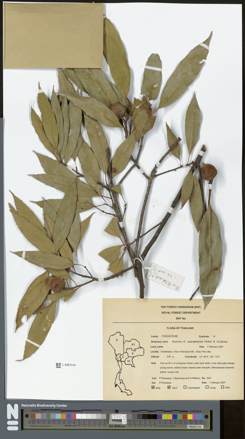 Quercus quangtriensis