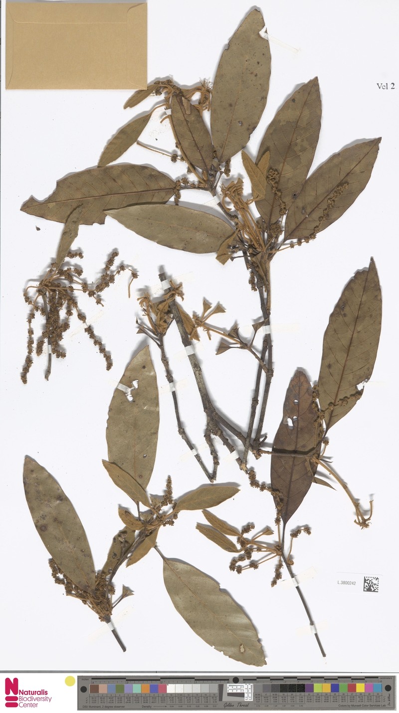 Quercus quangtriensis photo 3