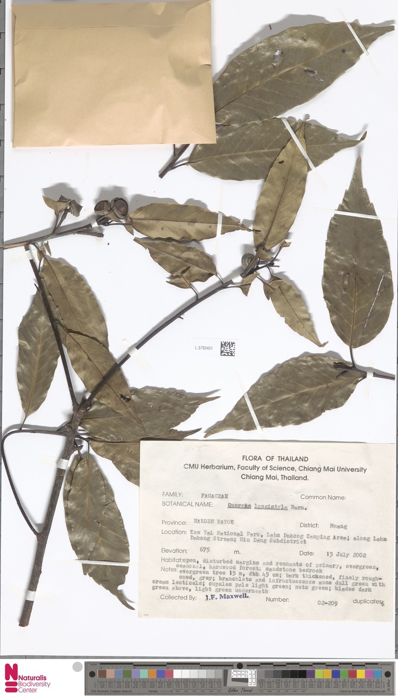 Quercus quangtriensis photo 4