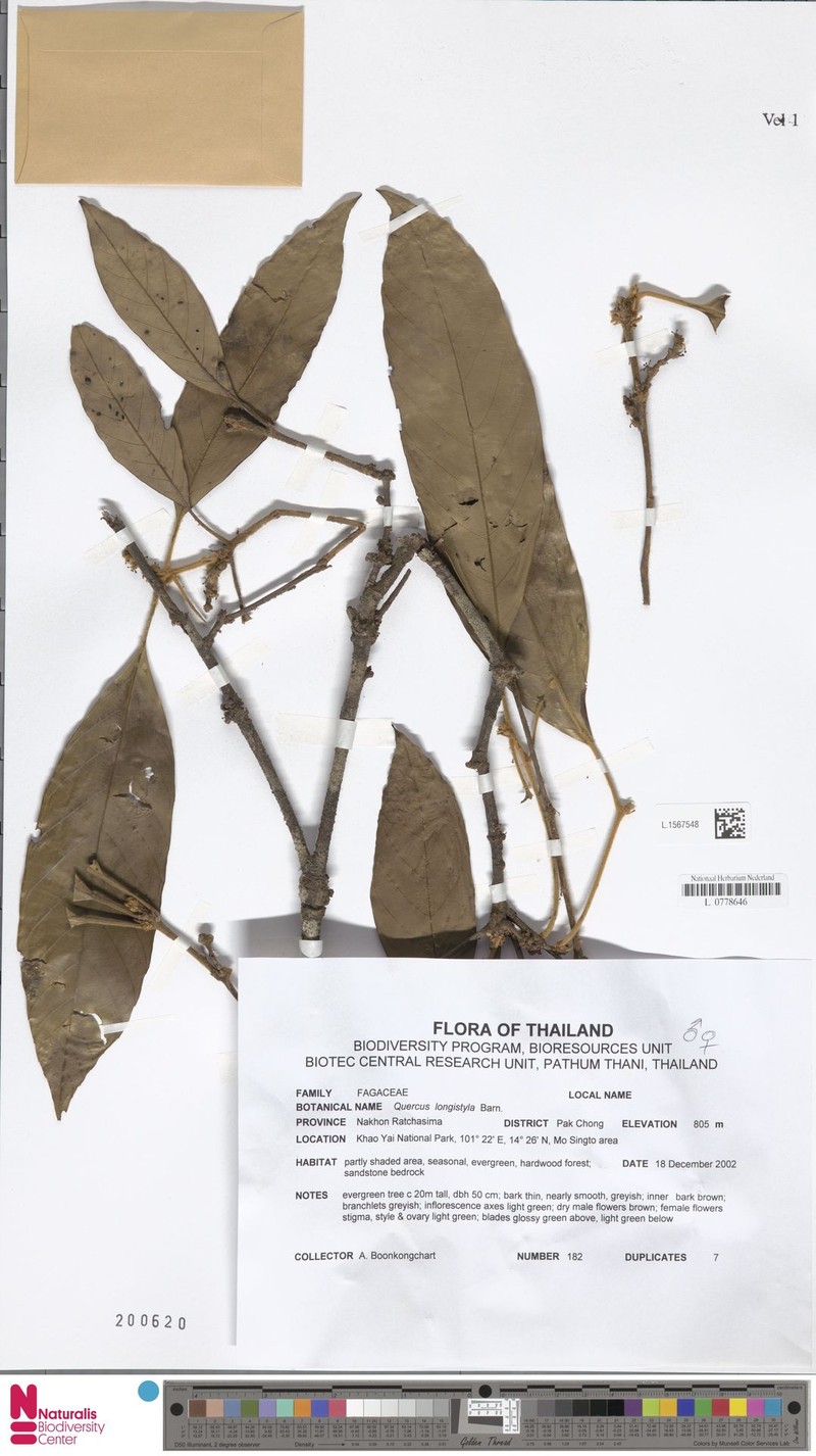 Quercus quangtriensis photo 5