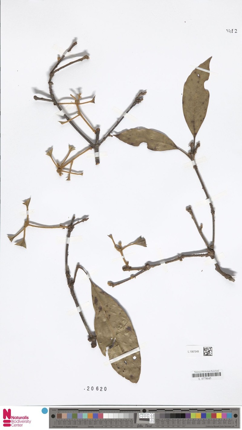 Quercus quangtriensis photo 6