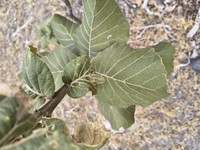 Quercus radiata