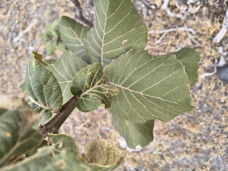 Quercus radiata