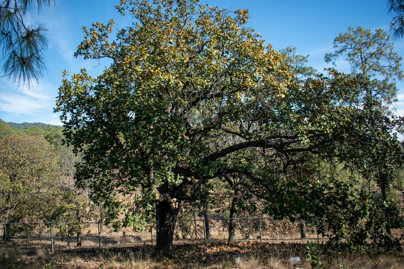 Quercus radiata photo 2