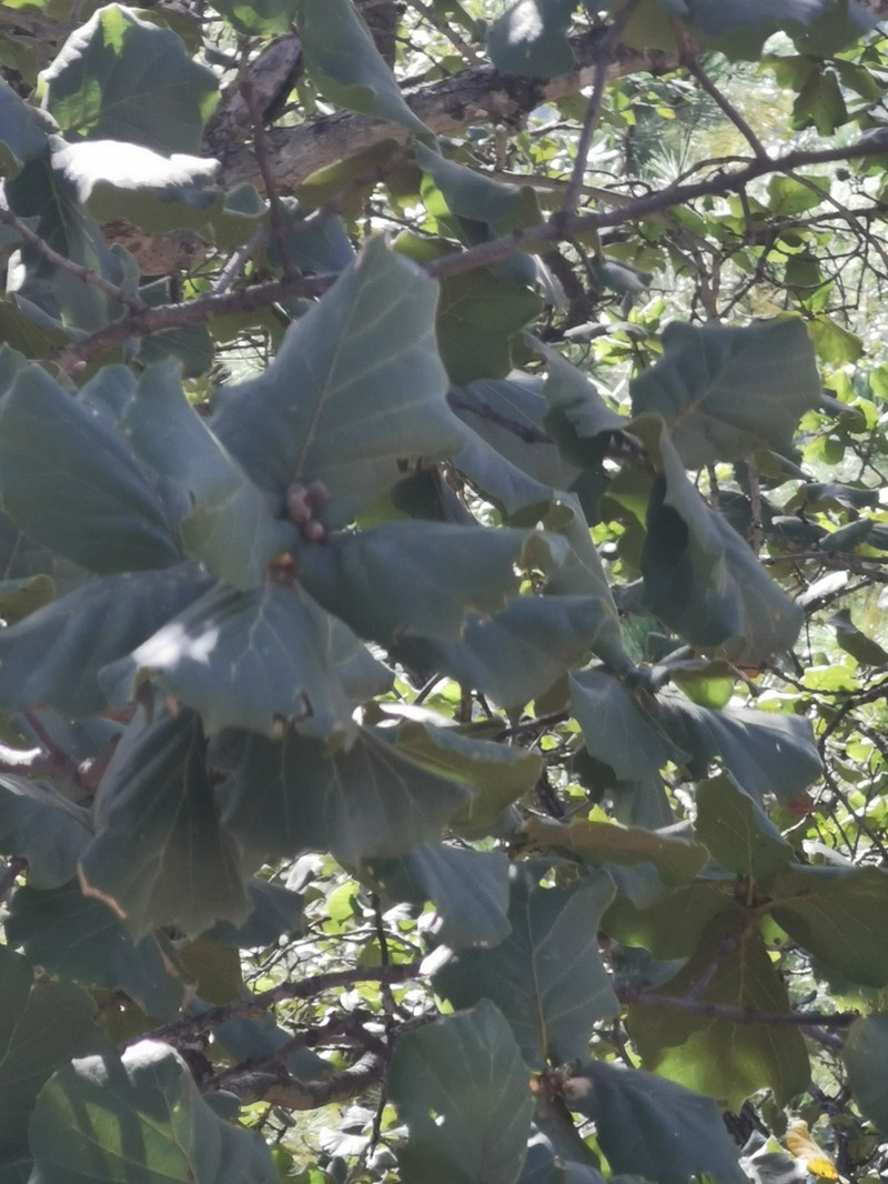 Quercus radiata photo 3