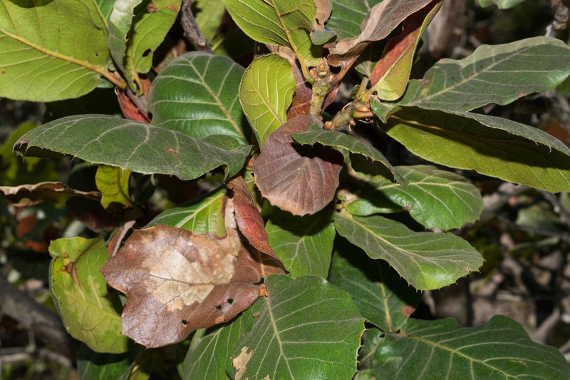 Quercus radiata photo 4