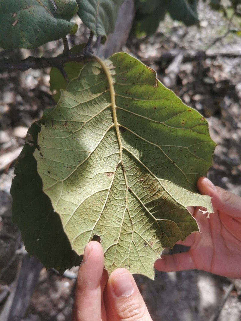 Quercus radiata photo 5