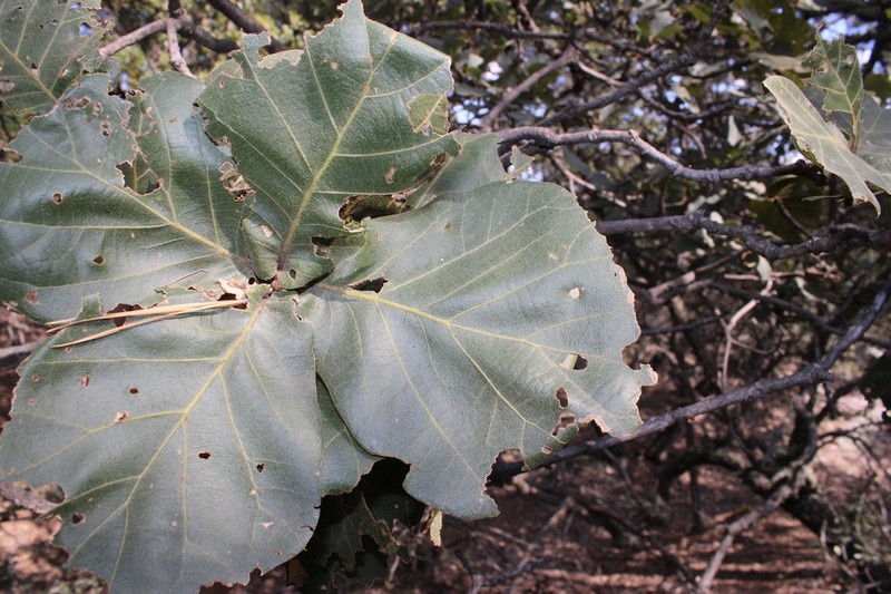 Quercus radiata photo 6