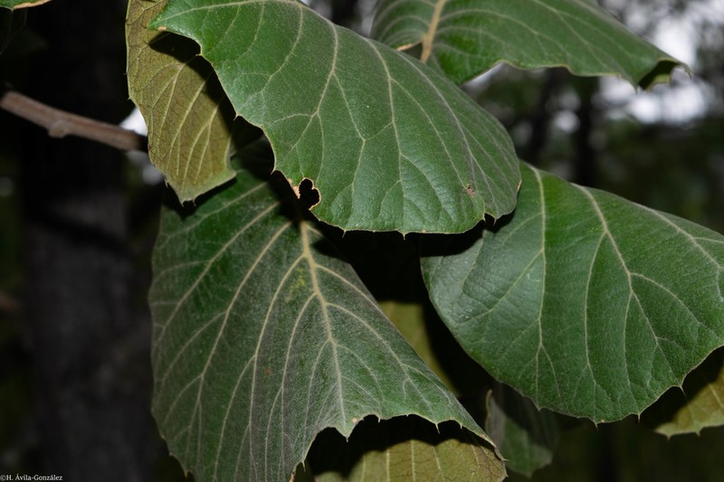 Quercus radiata photo 7