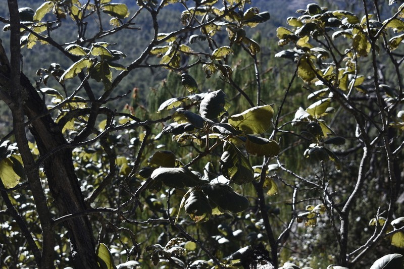 Quercus radiata photo 8
