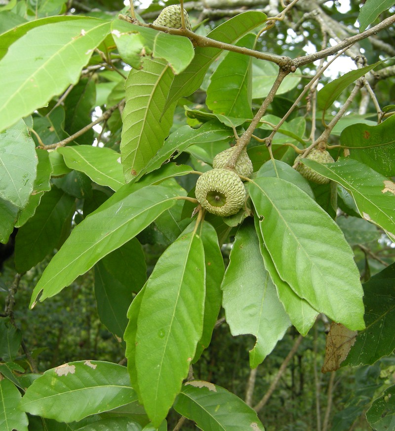 Quercus ramsbottomii
