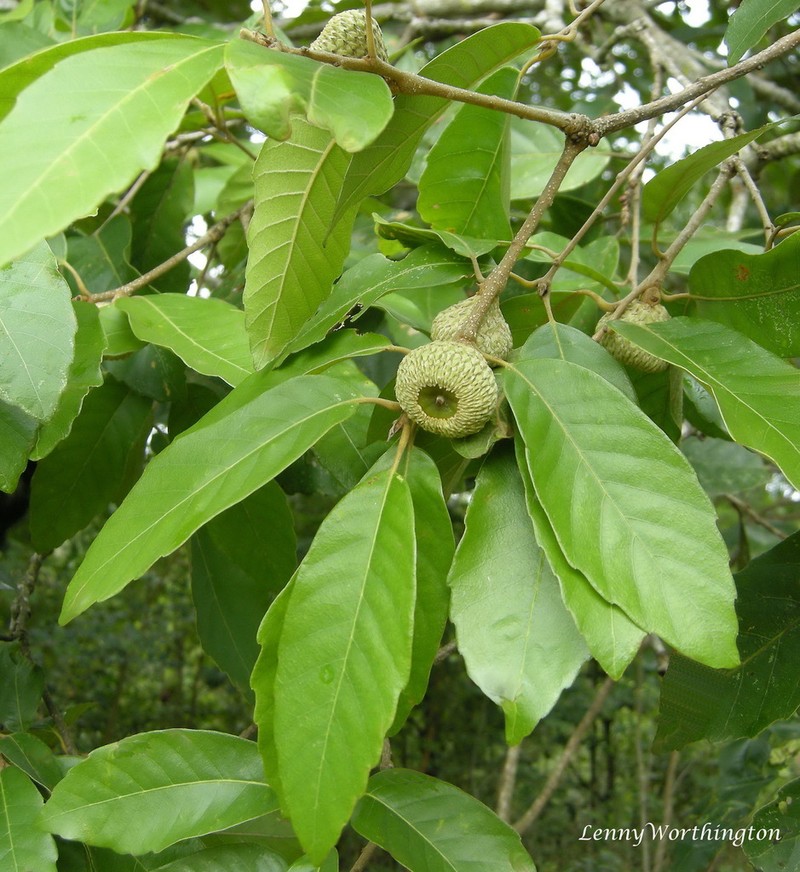 Quercus ramsbottomii photo 2