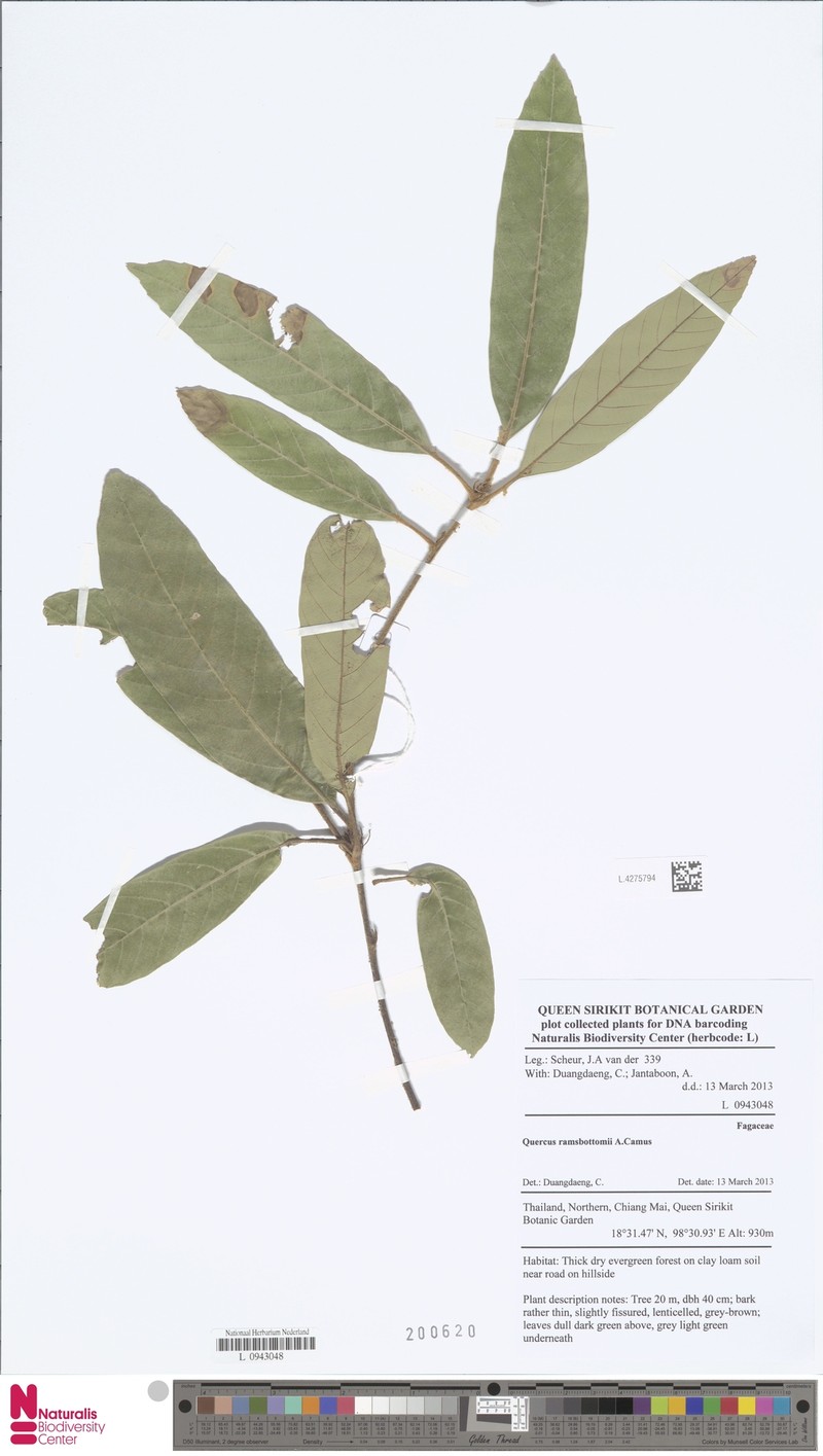 Quercus ramsbottomii photo 4