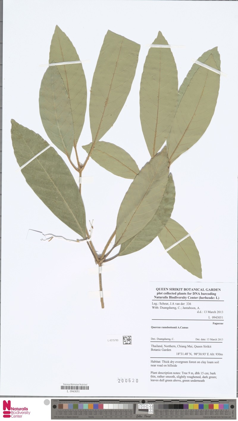 Quercus ramsbottomii photo 5
