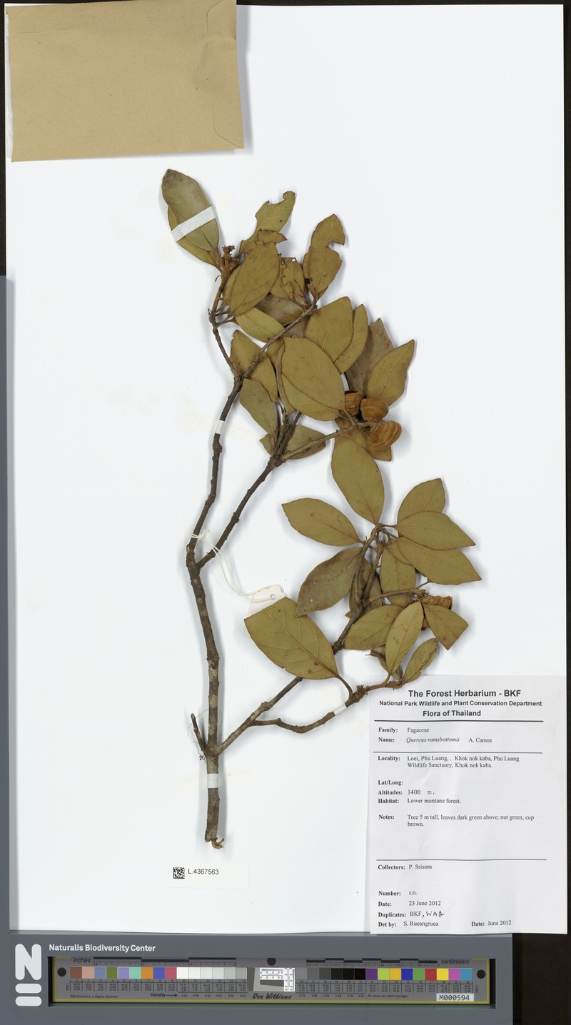 Quercus ramsbottomii photo 6