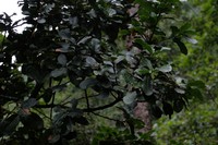 Quercus rehderiana