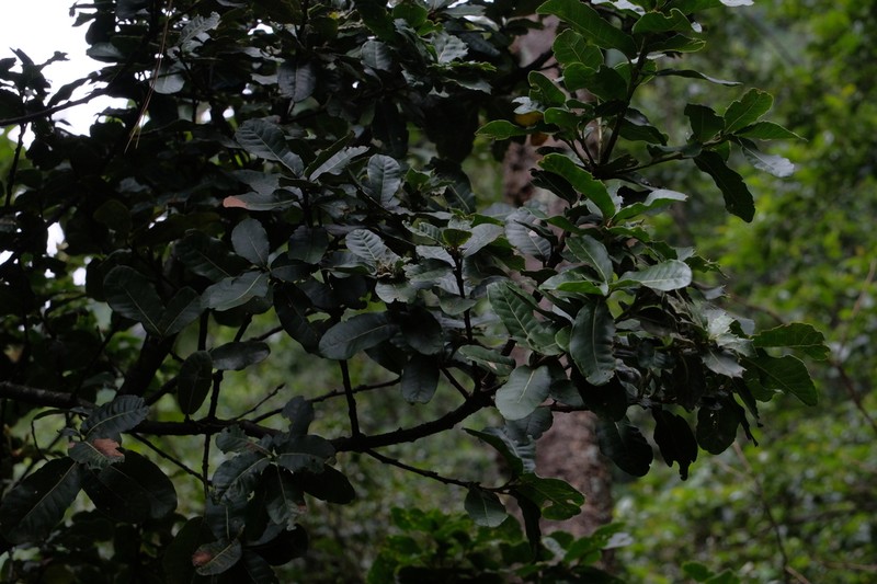 Quercus rehderiana