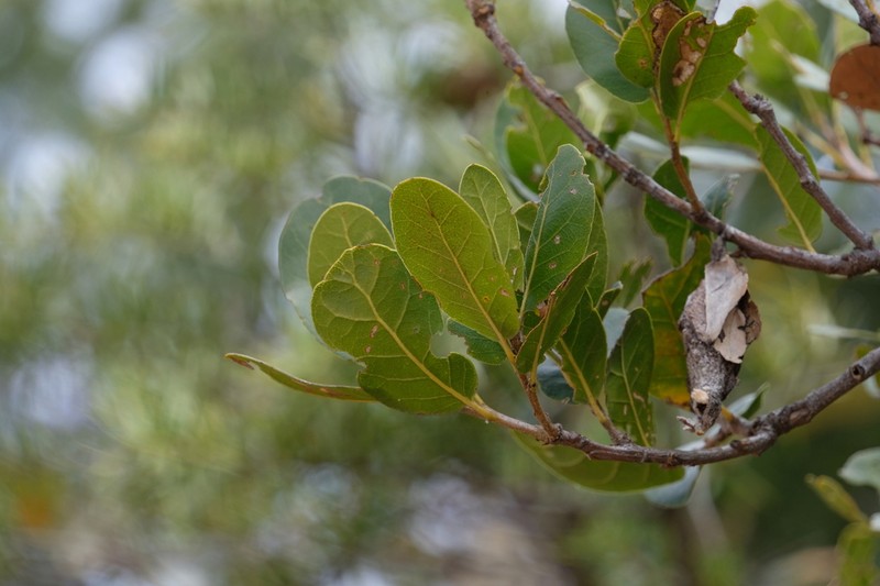 Quercus rehderiana photo 2