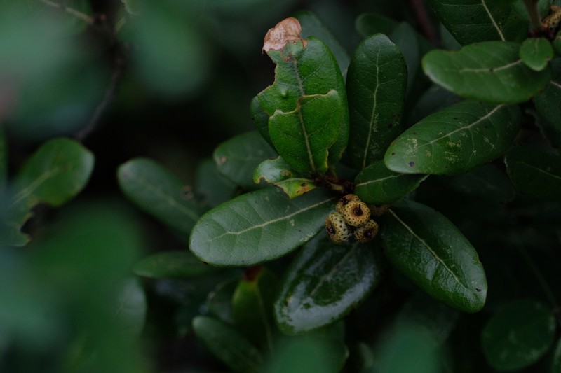 Quercus rehderiana photo 3