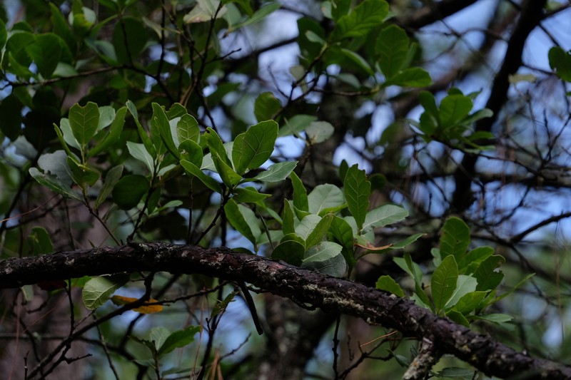 Quercus rehderiana photo 4