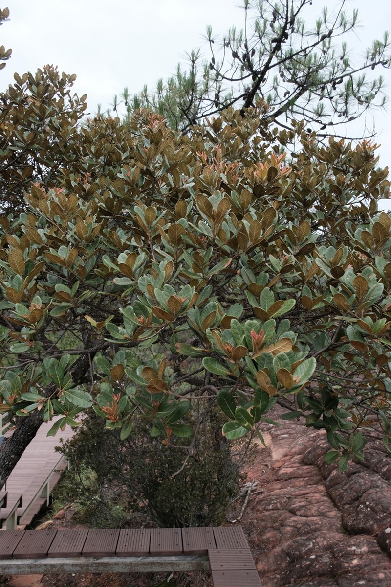 Quercus rehderiana photo 5