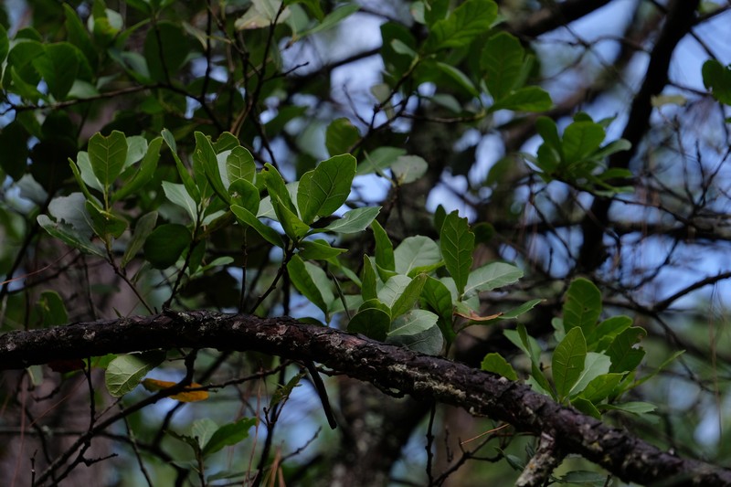 Quercus rehderiana photo 7