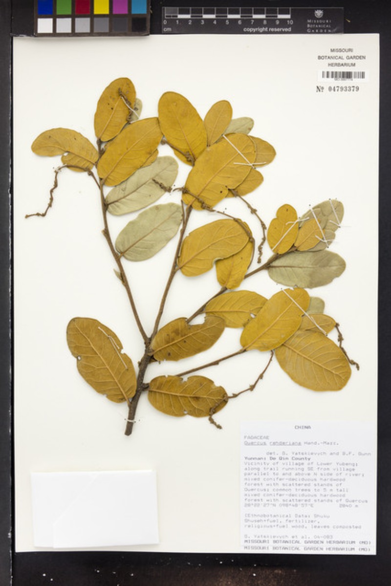 Quercus rehderiana photo 8