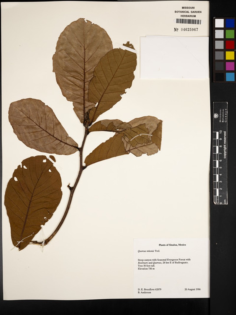 Quercus rekonis