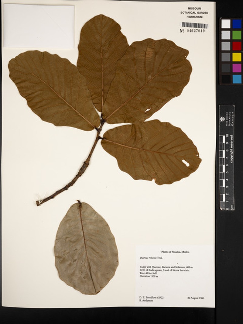 Quercus rekonis photo 2