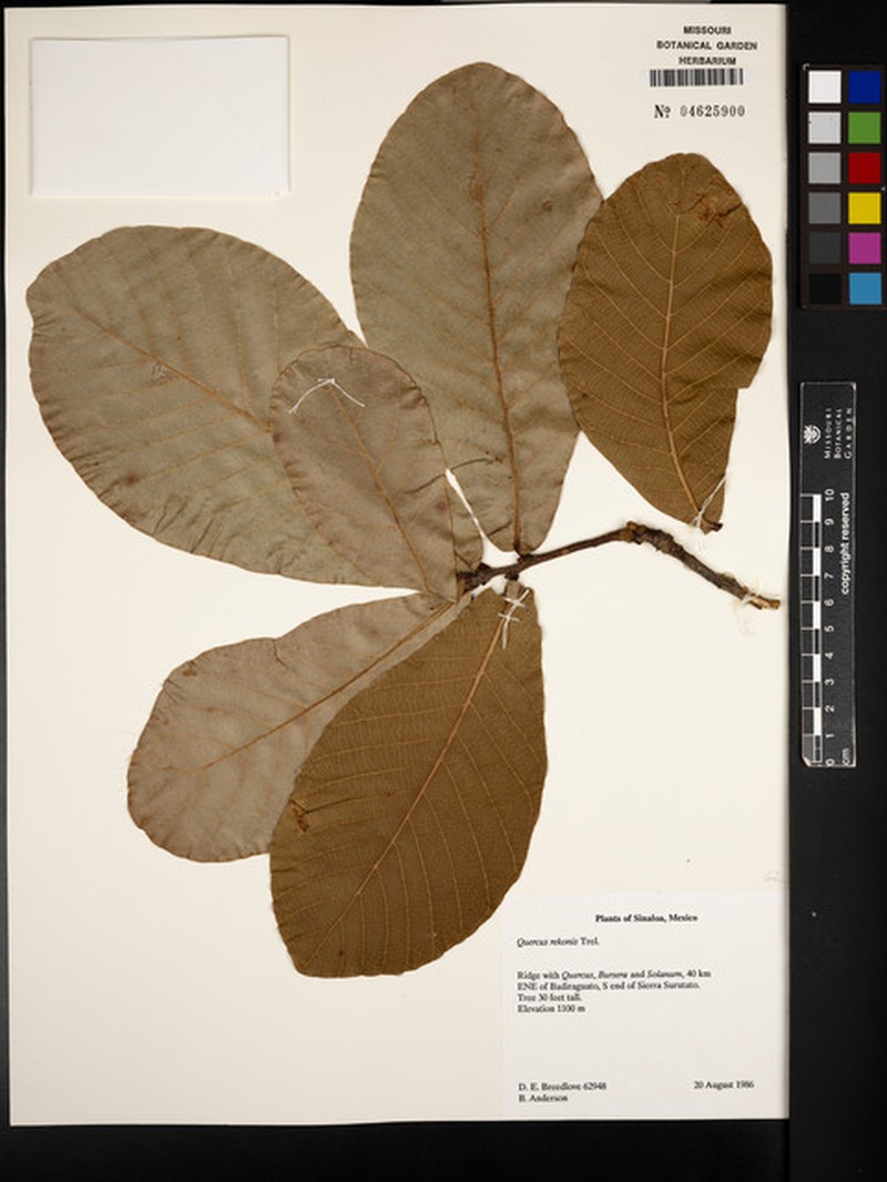 Quercus rekonis photo 3