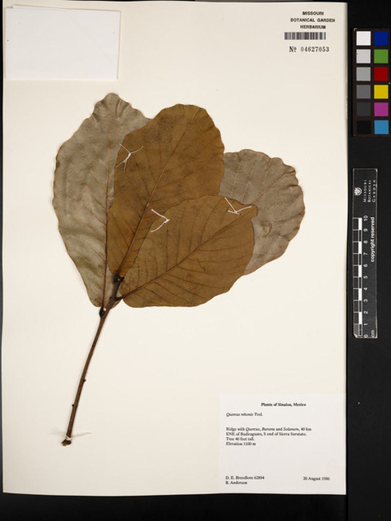 Quercus rekonis photo 4