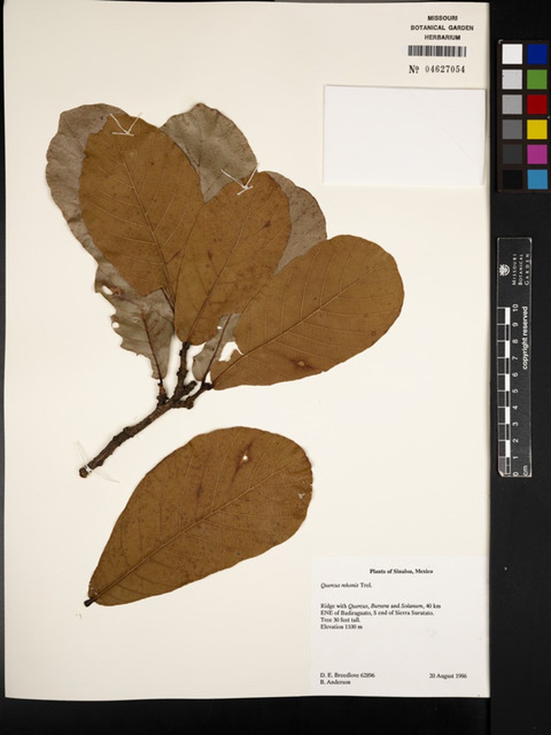 Quercus rekonis photo 5