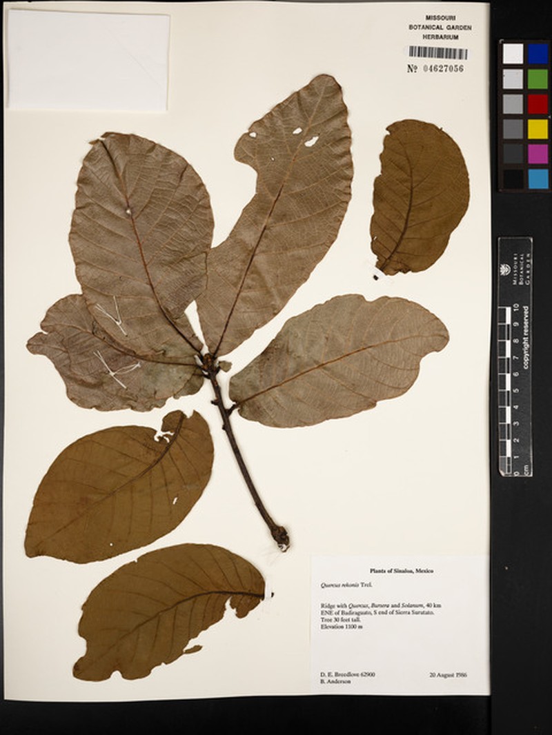 Quercus rekonis photo 6