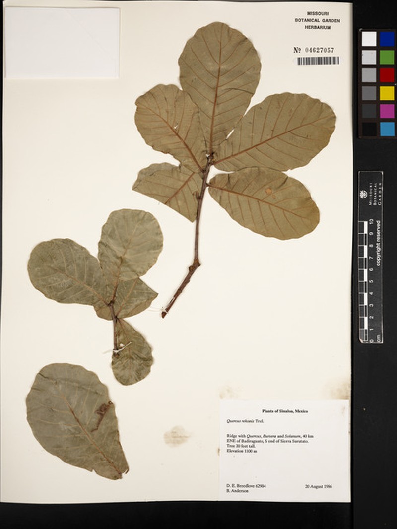 Quercus rekonis photo 7