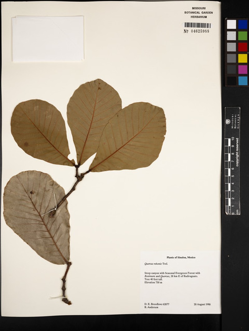 Quercus rekonis photo 8
