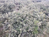 Quercus repanda