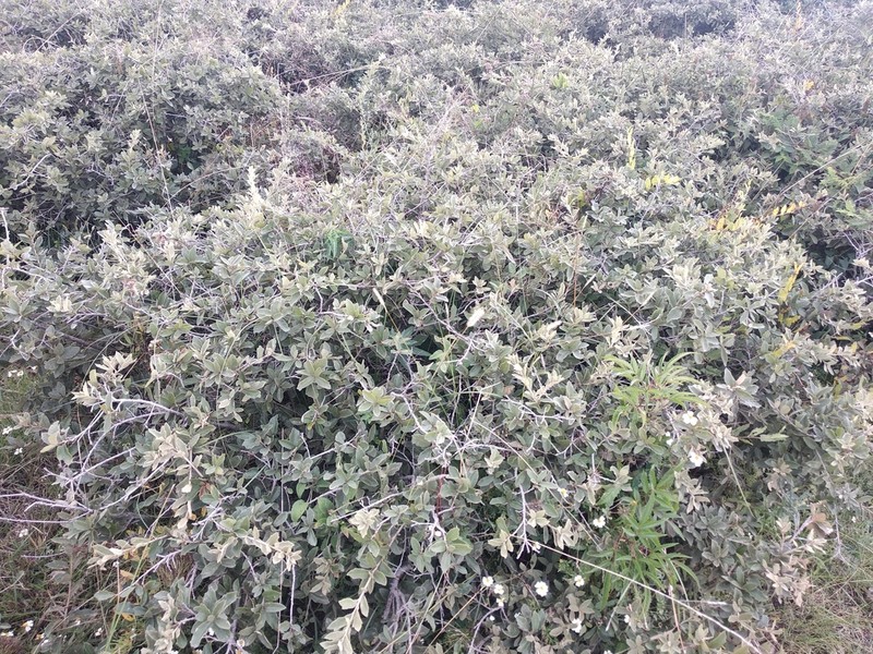 Quercus repanda