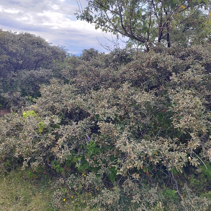 Quercus repanda photo 2