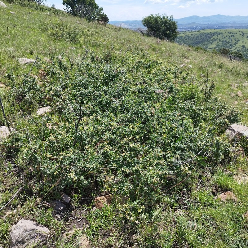 Quercus repanda photo 3