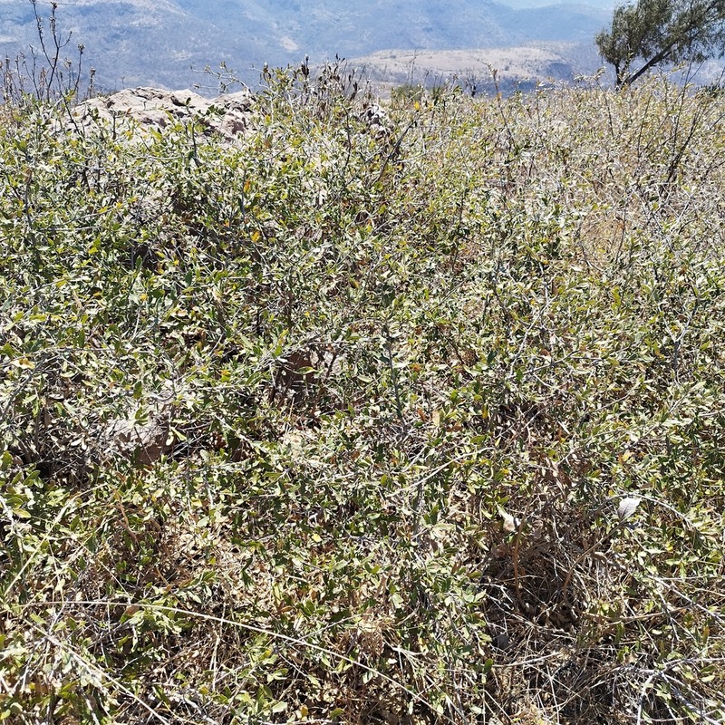 Quercus repanda photo 4