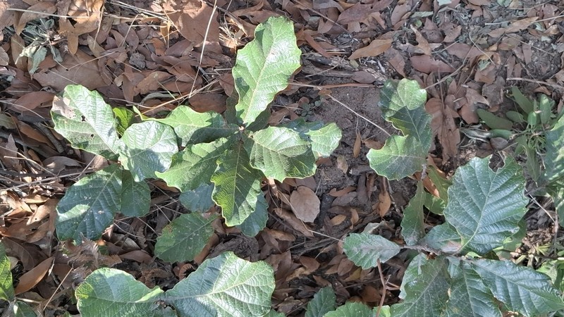 Quercus repanda photo 5