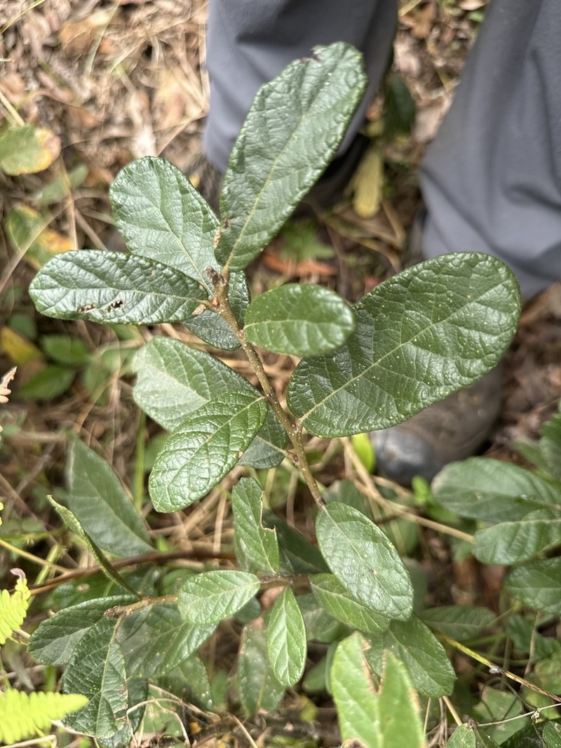 Quercus repanda photo 6