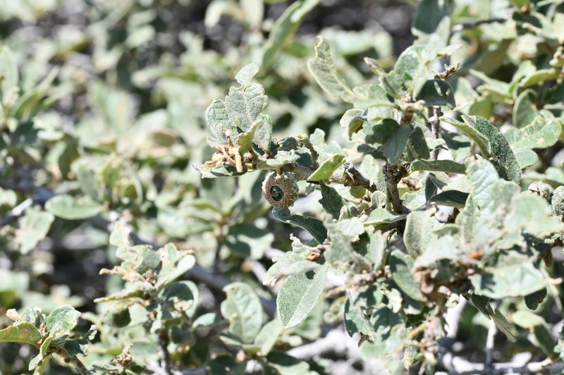 Quercus repanda photo 7