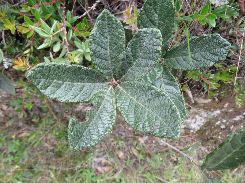 Quercus repanda photo 8